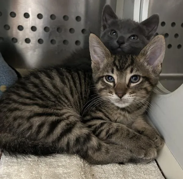 A baby medium-sized male Domestic Short Hair cat named Lemon Pepper for adoption in Oakland, CA
