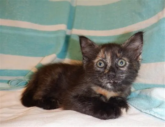 A baby small-sized female Domestic Short Hair cat named Celeste for adoption in San Jose, CA