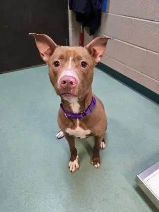 An adult medium-sized female Red / Chestnut / Orange Pit Bull Terrier dog named Love for adoption in Williamsport, PA