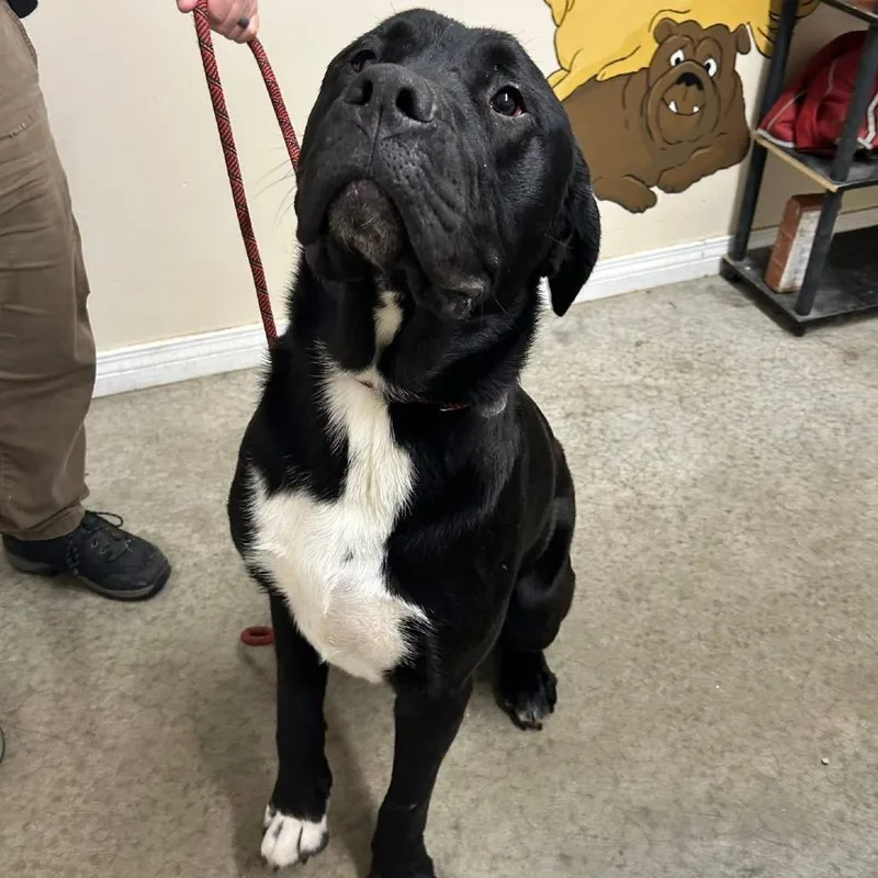 A young large-sized male Black Newfoundland Dog dog named Buddy for adoption in Falmouth, KY
