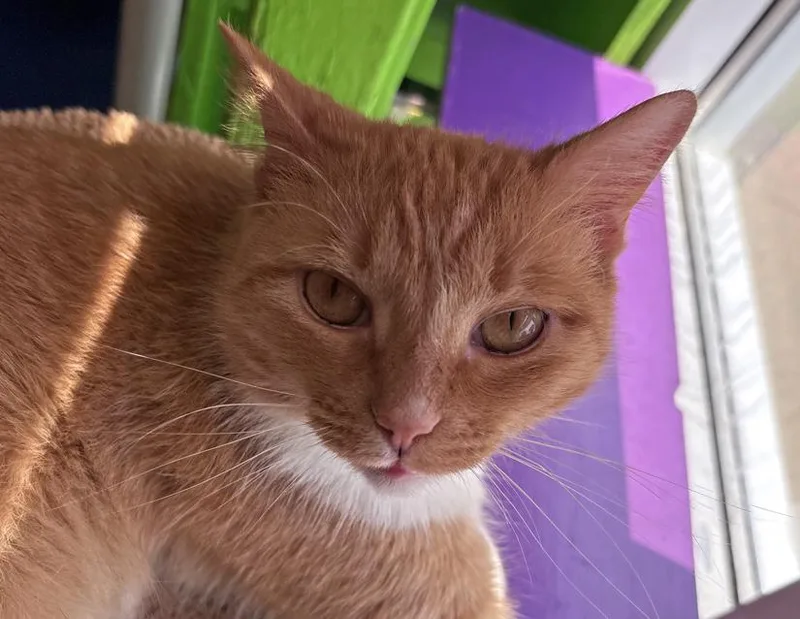An adult large-sized male Orange & White Domestic Short Hair cat named Cooper for adoption in Columbus, IN