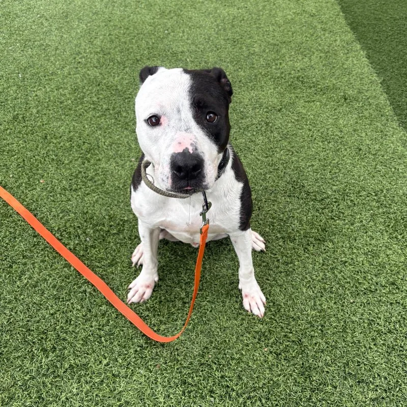 An adult medium-sized male Black Mixed Breed dog named Baldr for adoption in Batavia, OH