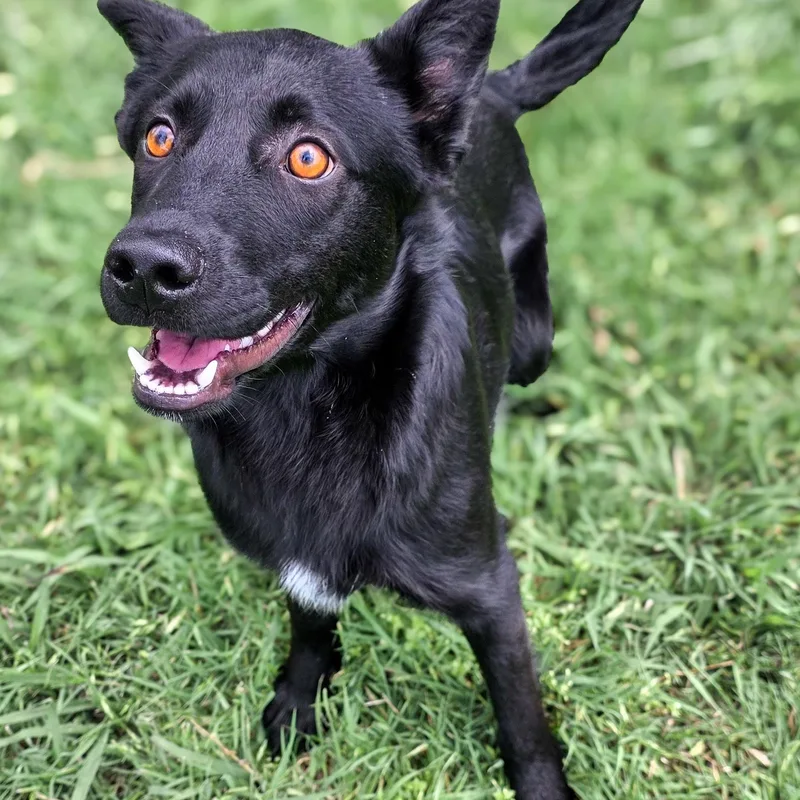 A baby medium-sized male Black Labrador Retriever dog named Toto for adoption in Gainesville, TX