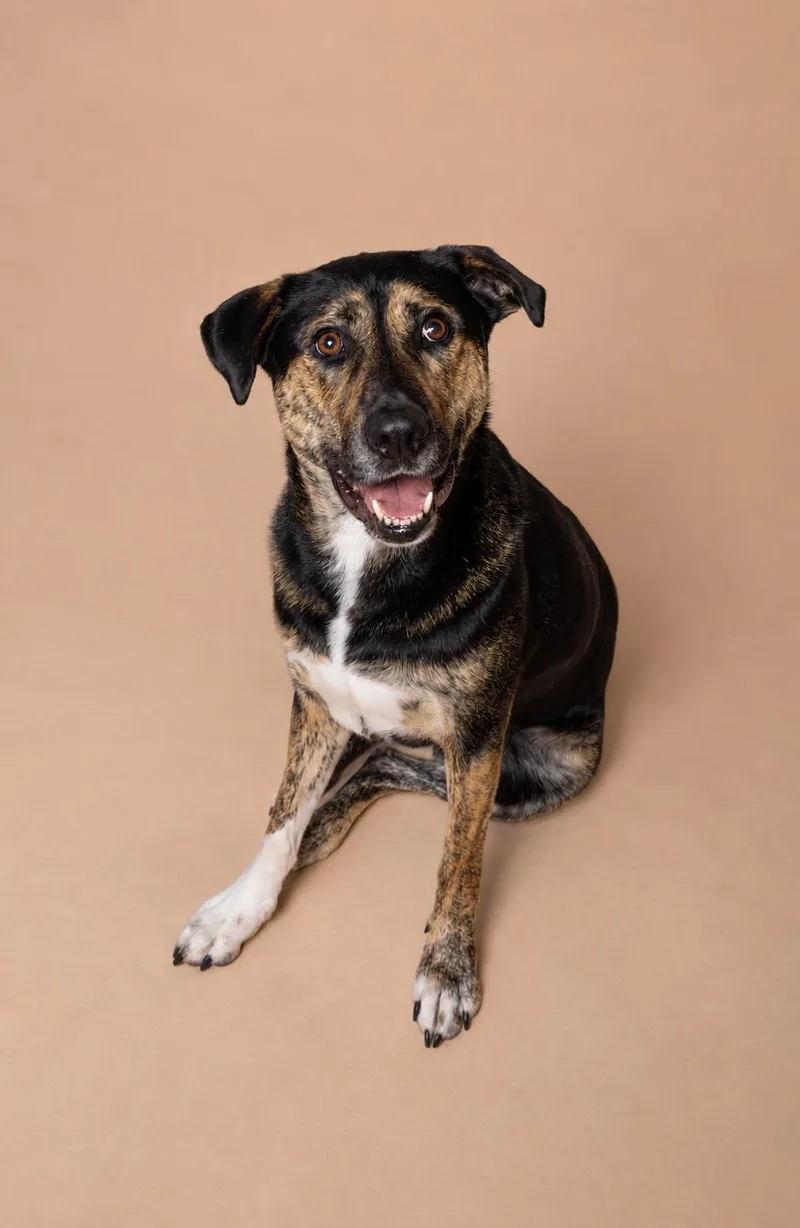 A young large-sized male Tricolor (Brown, Black, & White) Rottweiler dog named Wrangler for adoption in Bastrop, TX