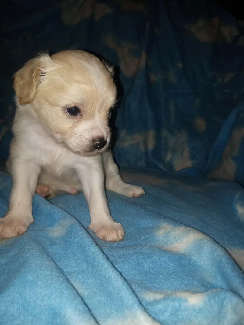 A baby small-sized male Chihuahua dog named Sprout for adoption in Knoxville, TN