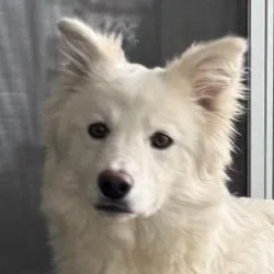 Mint Julep thumbnail 3