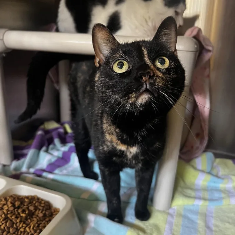 A senior medium-sized female Tortoiseshell Domestic Short Hair cat named Reese for adoption in Harrisville, WV