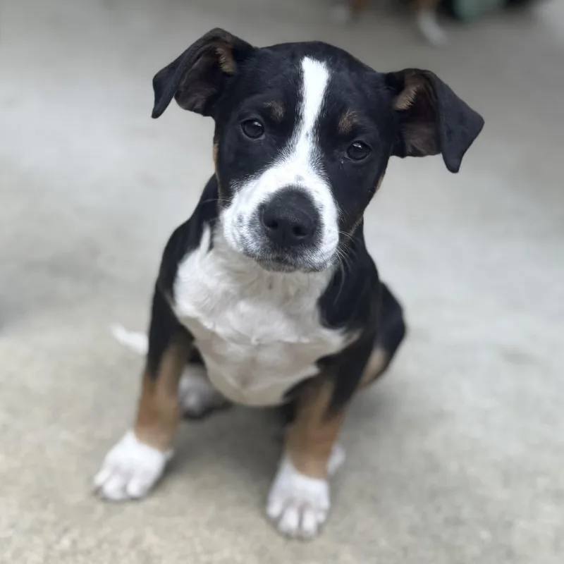 A baby small-sized female Black Pit Bull Terrier dog named Misty for adoption in Cabot, AR