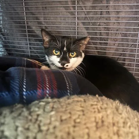 A baby small-sized female Black Domestic Short Hair cat named Monroe for adoption in Mooresville, NC