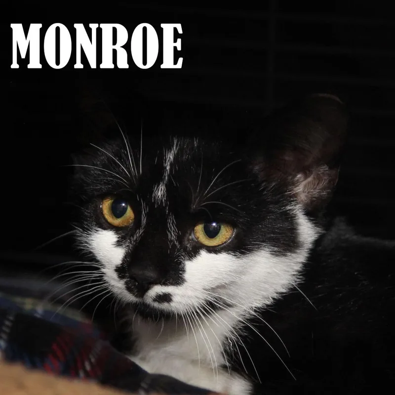 Monroe thumbnail 2
