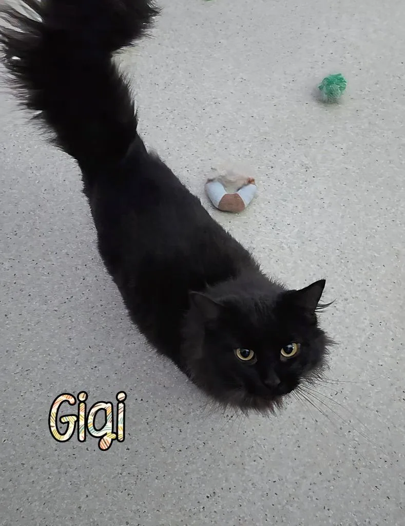 Gigi