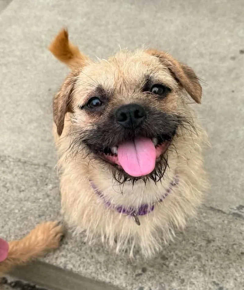 A baby small-sized male Pug dog named Simon for adoption in Warren, MI