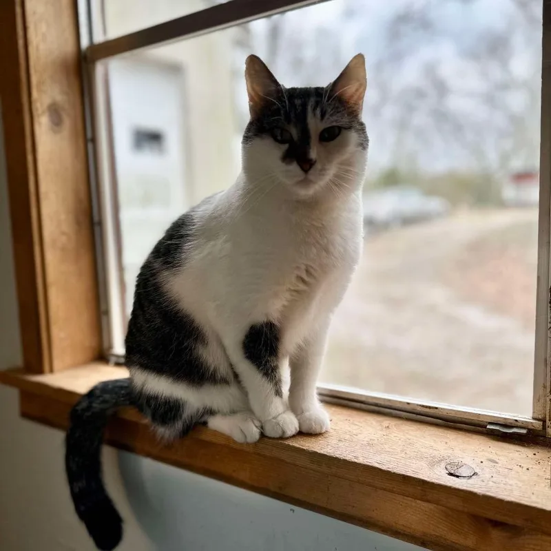 An adult small-sized female Gray / Blue / Silver Domestic Short Hair cat named Zinnia for adoption in Normal, IL