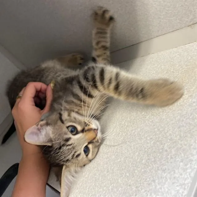 A baby small-sized male Domestic Short Hair cat named Bluey for adoption in Aurora, CO