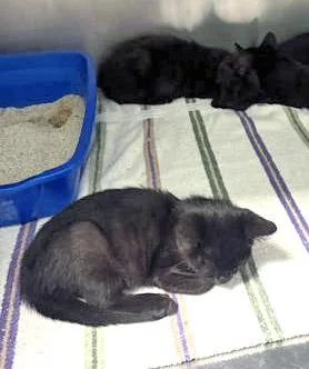 A baby small-sized female Domestic Short Hair cat named Potato for adoption in Fishers, IN