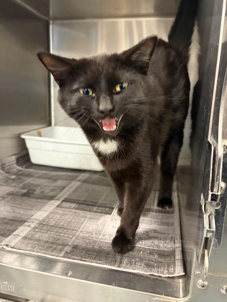 A young medium-sized male Domestic Short Hair cat named Tj for adoption in Portland, IN