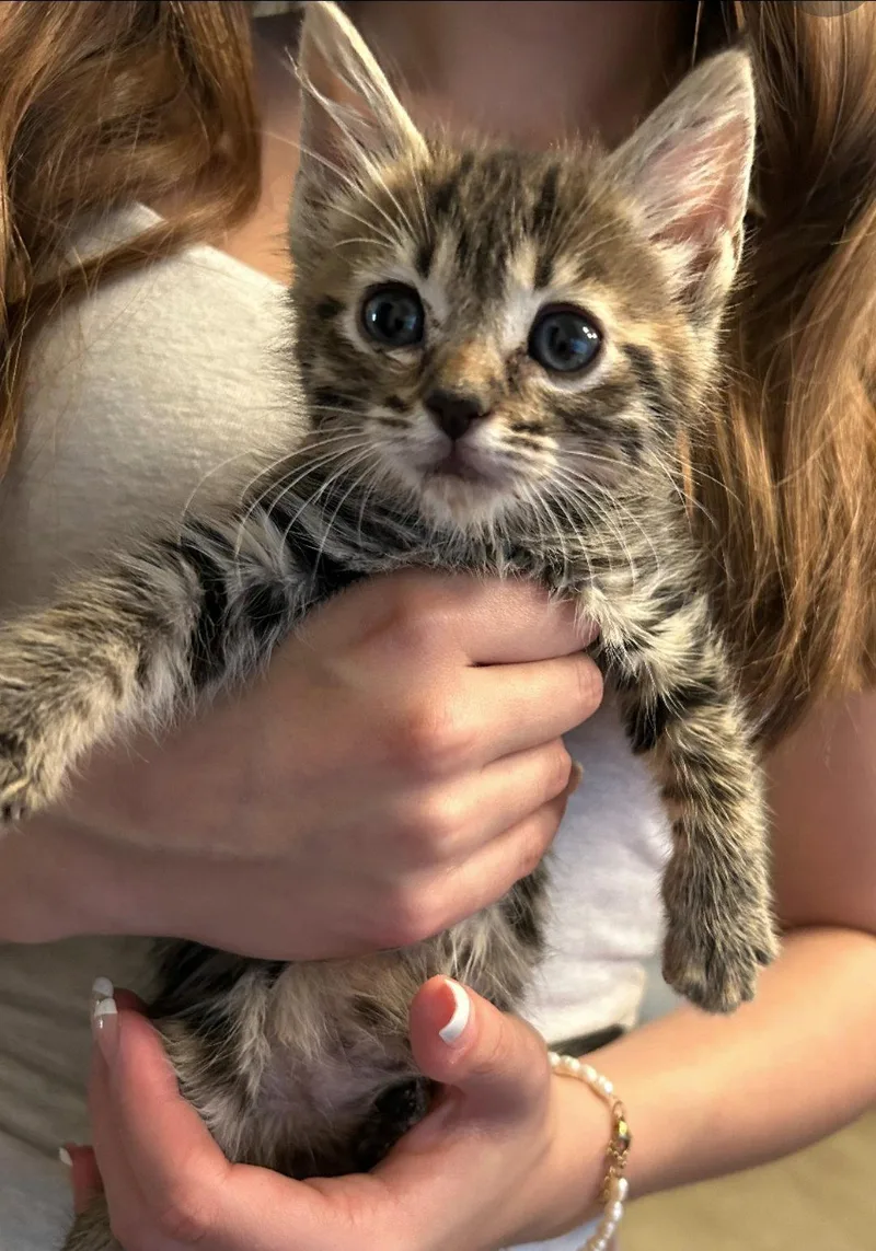 A baby medium-sized male Tabby cat named Grant for adoption in Campbell, CA