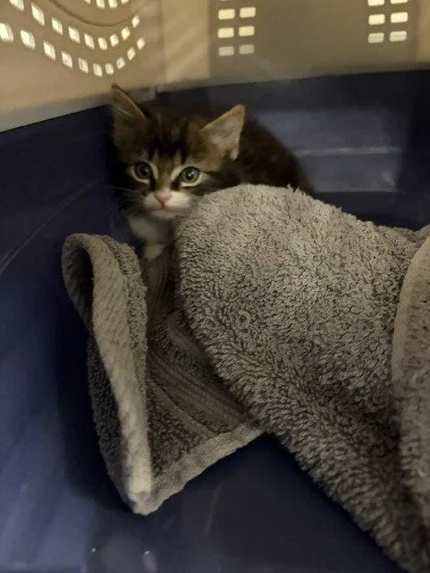 A baby small-sized female Black & White / Tuxedo Domestic Short Hair cat named Pesto for adoption in Woodland, CA
