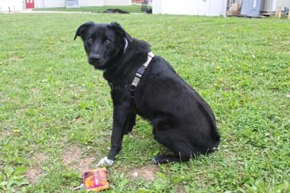 An adult large-sized male Border Collie dog named Elvis for adoption in Kansas City, MO