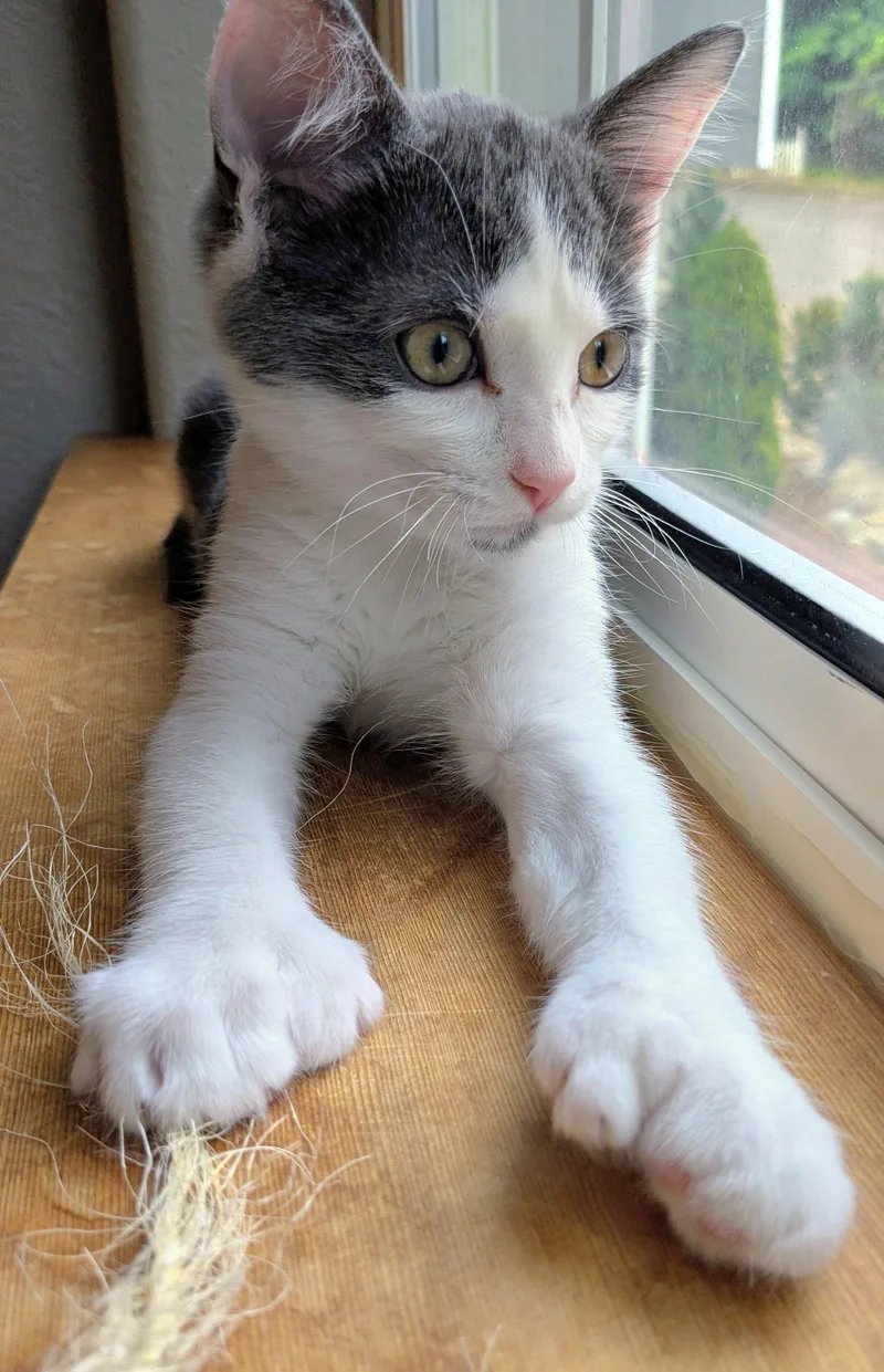 A baby medium-sized male Gray & White Extra-Toes Cat / Hemingway Polydactyl cat named Pinot Grigio for adoption in Springfield, OR