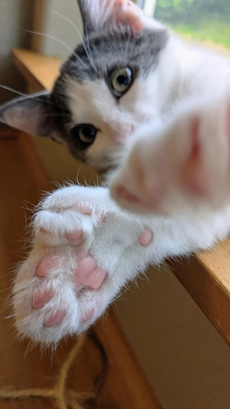 Pinot Grigio thumbnail 3