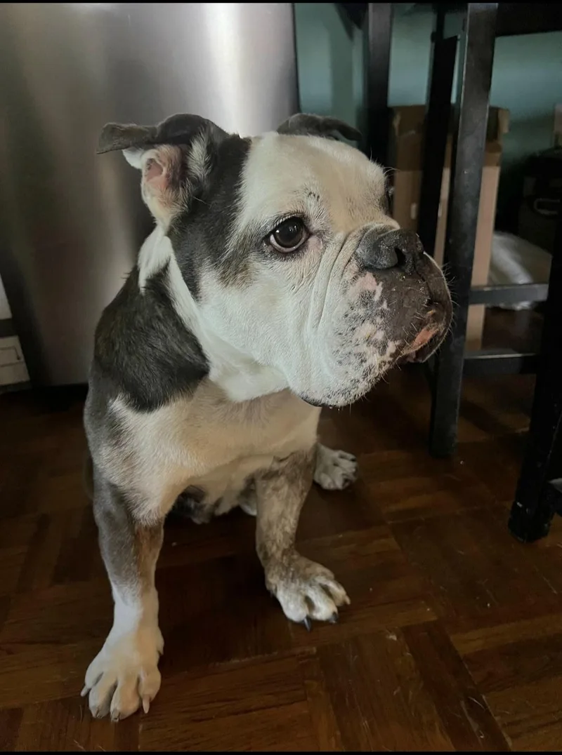 A young medium-sized female English Bulldog dog named Clementine is very loving for adoption in Redondo Beach, CA