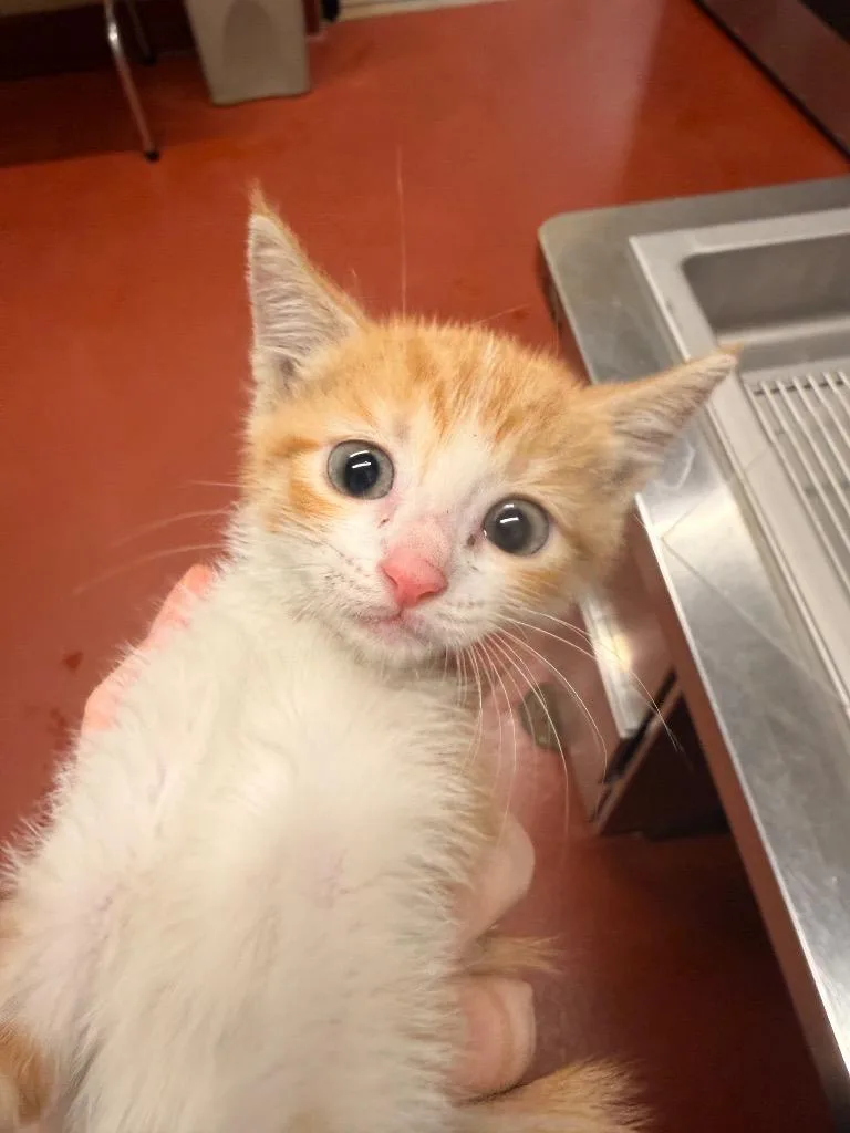 A baby small-sized male Domestic Short Hair cat named Popper for adoption in Douglasville, GA