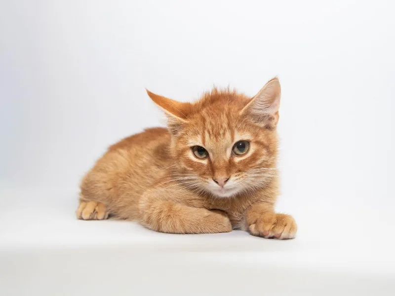 A baby medium-sized male Domestic Short Hair cat named Mr. Moseby for adoption in Lansing, KS