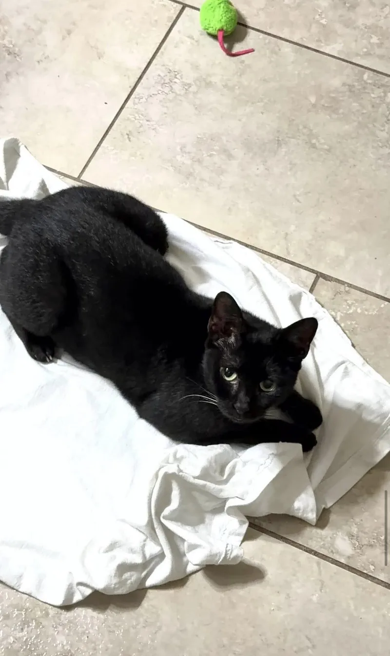 A young medium-sized female Black Domestic Short Hair cat named Tilty Poo for adoption in Coconut Creek, FL
