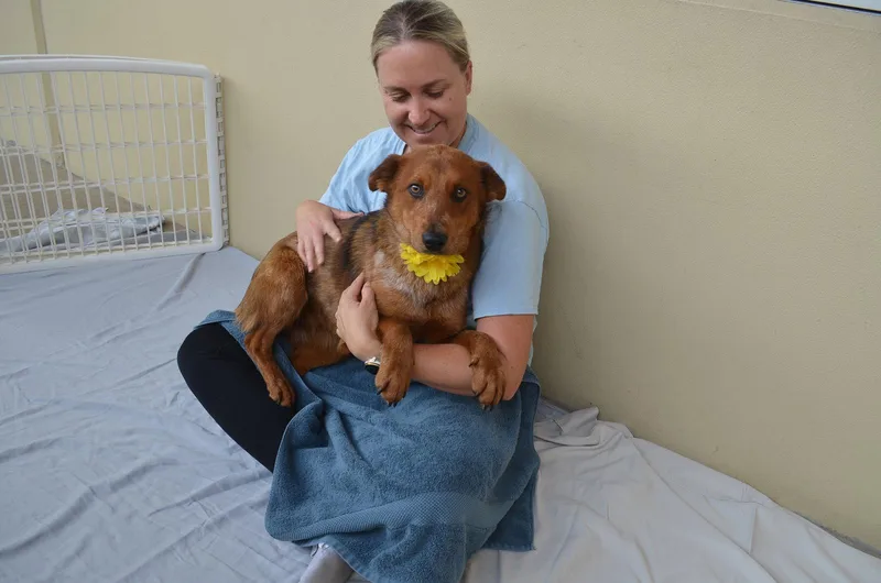 A young medium-sized female Australian Cattle Dog / Blue Heeler dog named Moana for adoption in McKinney, TX