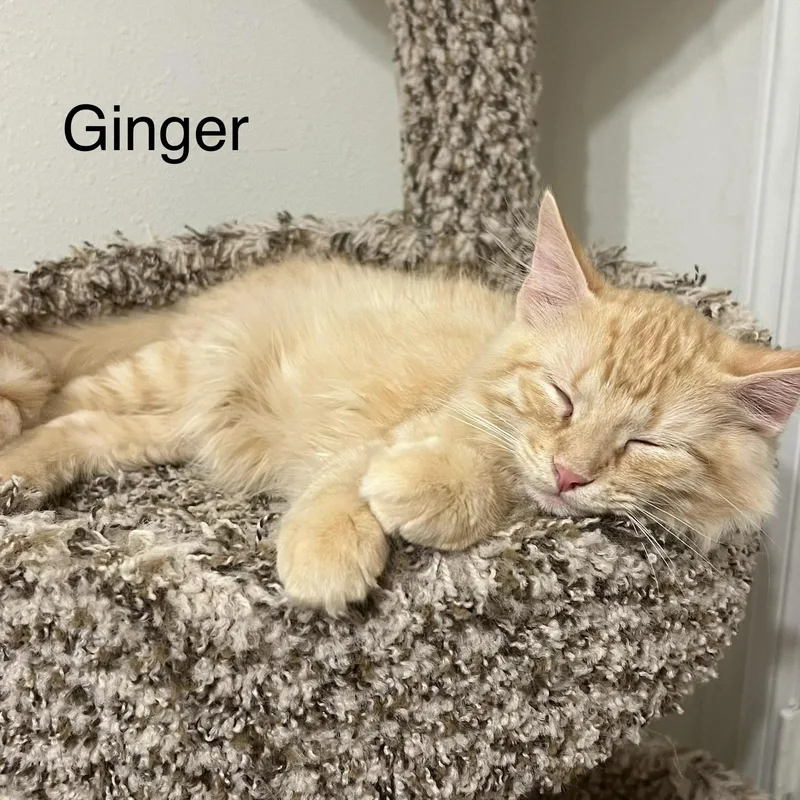 Ginger thumbnail 2