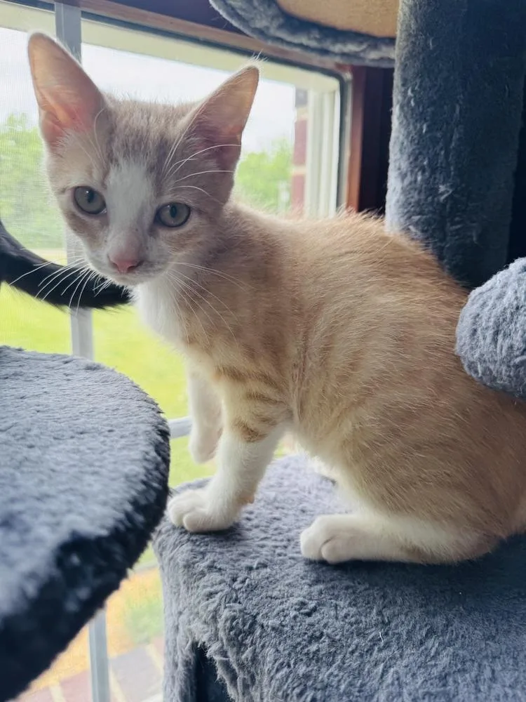 A baby medium-sized male Domestic Short Hair cat named Shawarma for adoption in Clinton Township, MI