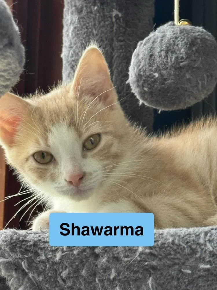 Shawarma thumbnail 2
