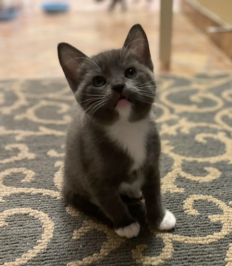 A baby medium-sized female Domestic Short Hair cat named Dot for adoption in Corrales, NM