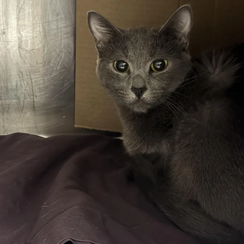 A young medium-sized female Gray / Blue / Silver Domestic Medium Hair cat named Mochi for adoption in Murray, UT