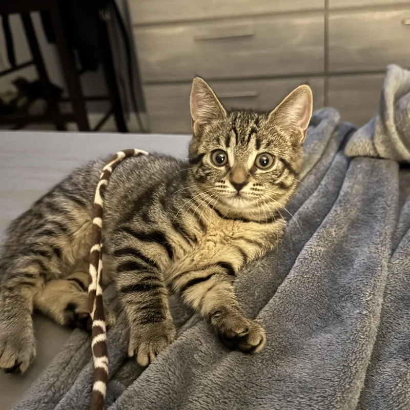 A baby medium-sized female Tabby (Brown / Chocolate) Domestic Short Hair cat named Opal for adoption in Lauderhill, FL