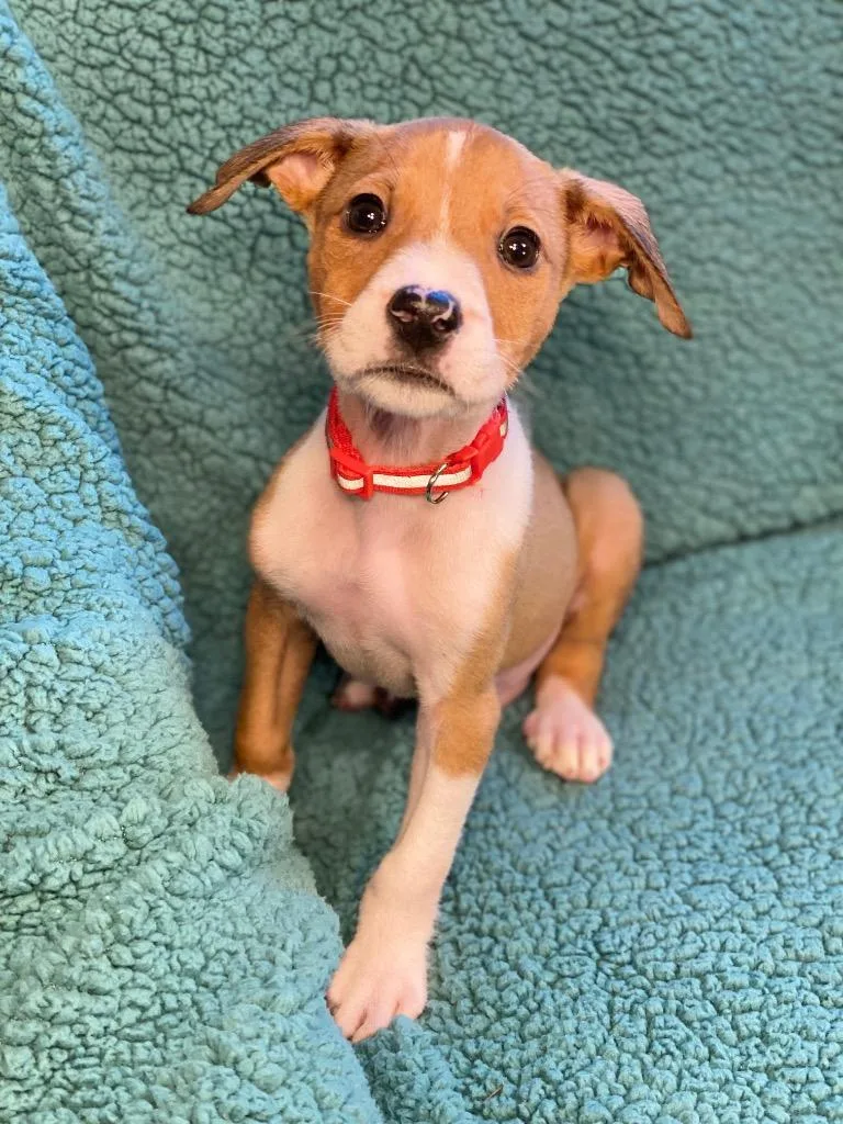 A baby medium-sized male Terrier dog named Cash for adoption in Urbandale, IA