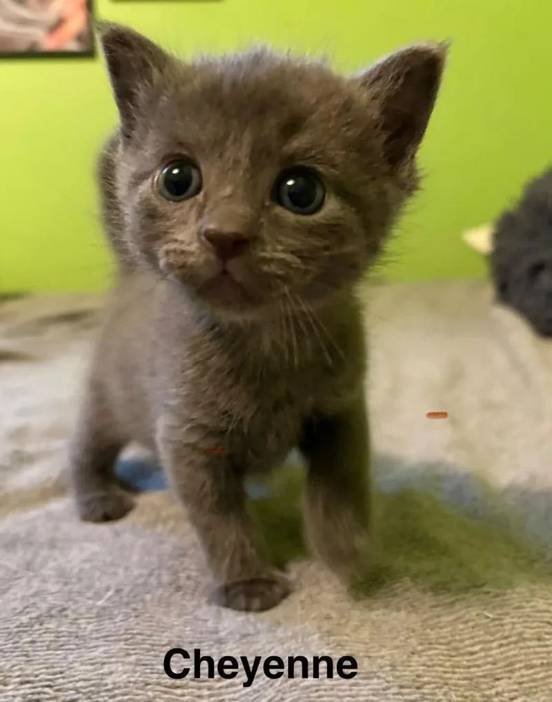A baby medium-sized female Domestic Short Hair cat named Cheyenne for adoption in Johnson City, TN