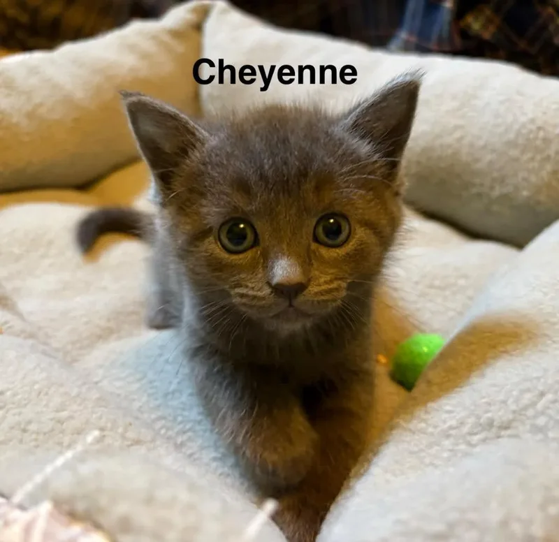 Cheyenne thumbnail 3