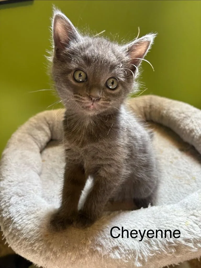 Cheyenne thumbnail 4