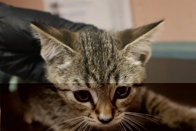 A baby small-sized male Domestic Short Hair cat named Texan for adoption in Columbia, SC