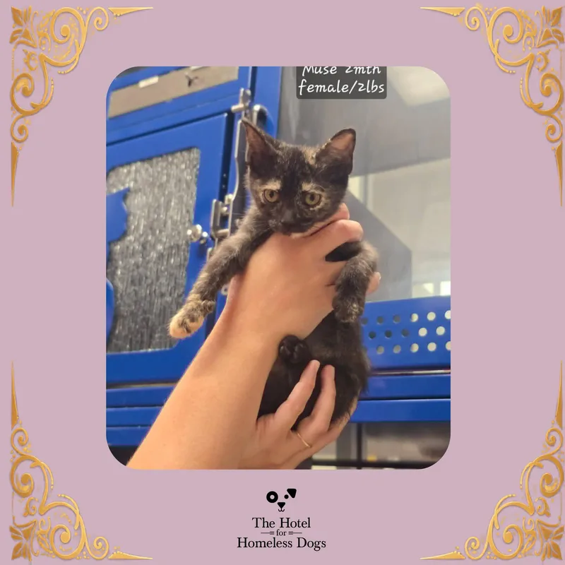 A baby small-sized female Domestic Short Hair cat named Muse for adoption in Cumberland, RI