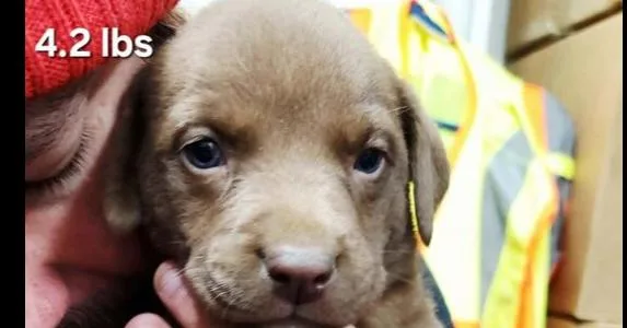 A baby medium-sized male Tricolor (Brown, Black, & White) Labrador Retriever dog named Bon Jovi for adoption in Evansville, IN