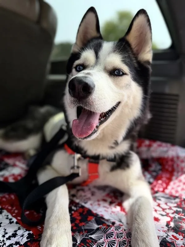 An adult medium-sized male Siberian Husky dog named Astro for adoption in San Diego, CA