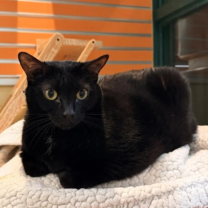An adult extra large-sized female Black Domestic Short Hair cat named Raven for adoption in Waukesha, WI
