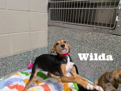 A baby medium-sized female Labrador Retriever dog named Wilda for adoption in Morton Grove, IL