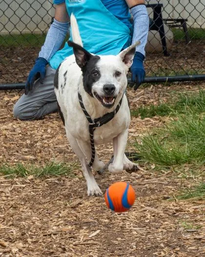 An adult large-sized male Mixed Breed dog named Caldwell for adoption in Chamblee, GA