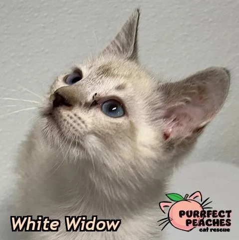 White Widow