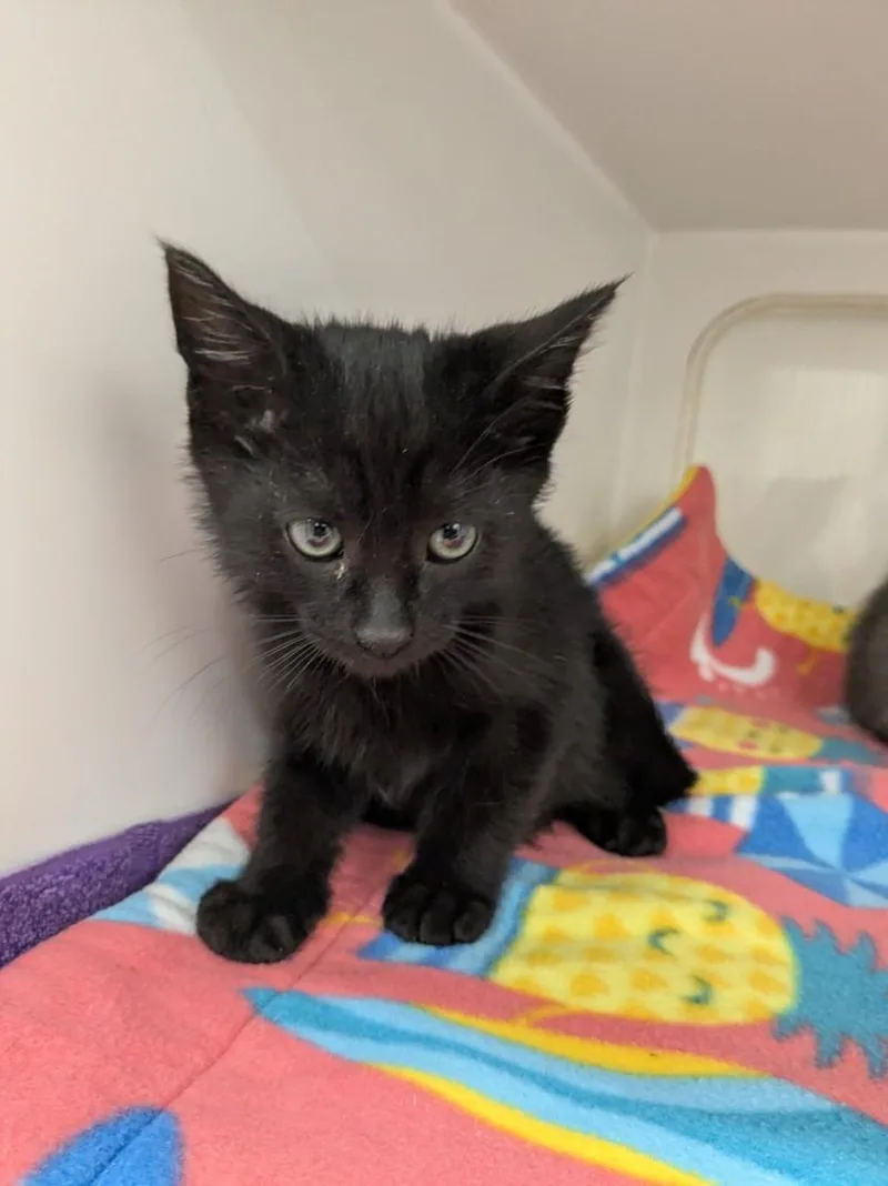 A baby small-sized male Domestic Short Hair cat named Jacob for adoption in Hayward, CA