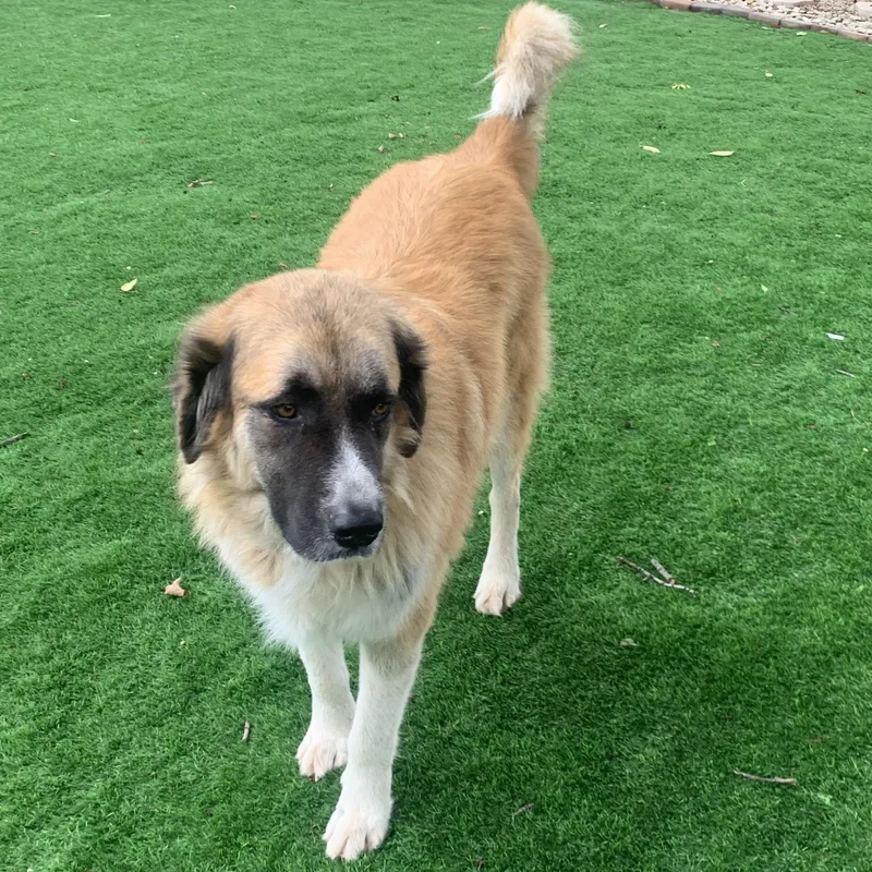 An adult extra large-sized male Great Pyrenees dog named Brisco for adoption in Krum, TX